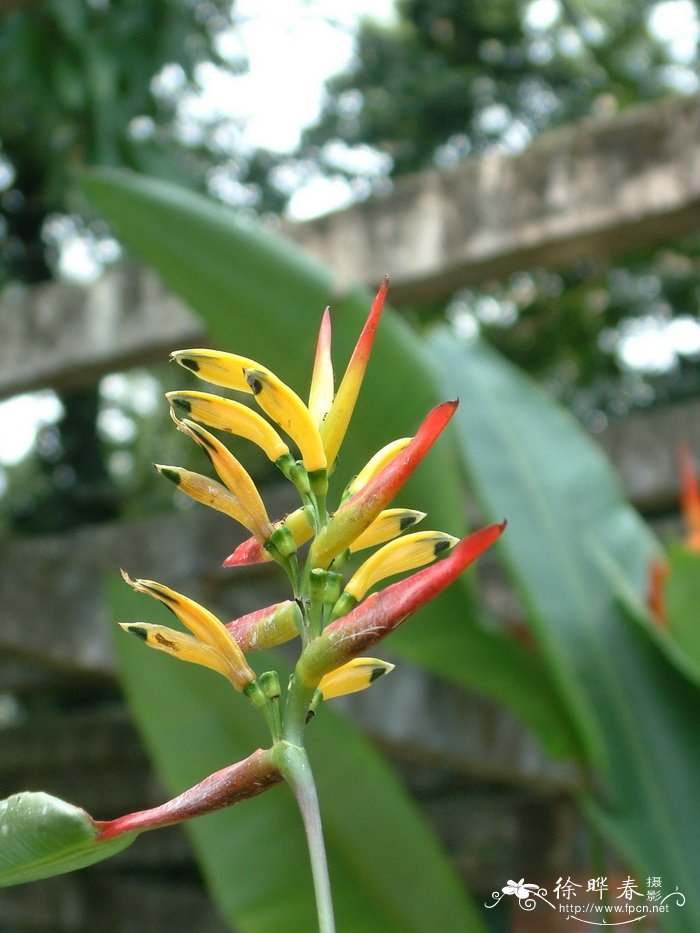 硬毛蝎尾蕉Heliconia hirsuta ‘Darrell’