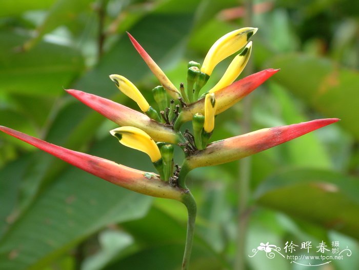 翠鸟蝎尾蕉Heliconia hirsuta 翠鸟蝎尾蕉Heliconia hirsuta