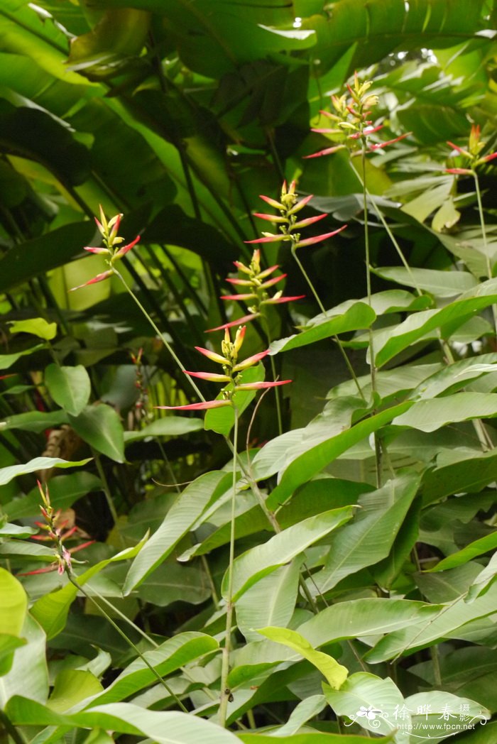 翠鸟蝎尾蕉Heliconia hirsuta