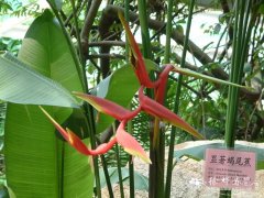 显著蝎尾蕉Heliconia illustris