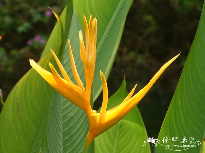黄苞蝎尾蕉Heliconia latispatha 黄苞蝎尾蕉Heliconia latispatha