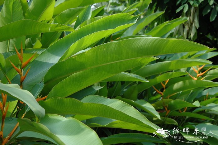 黄苞蝎尾蕉Heliconia latispatha 黄苞蝎尾蕉Heliconia latispatha