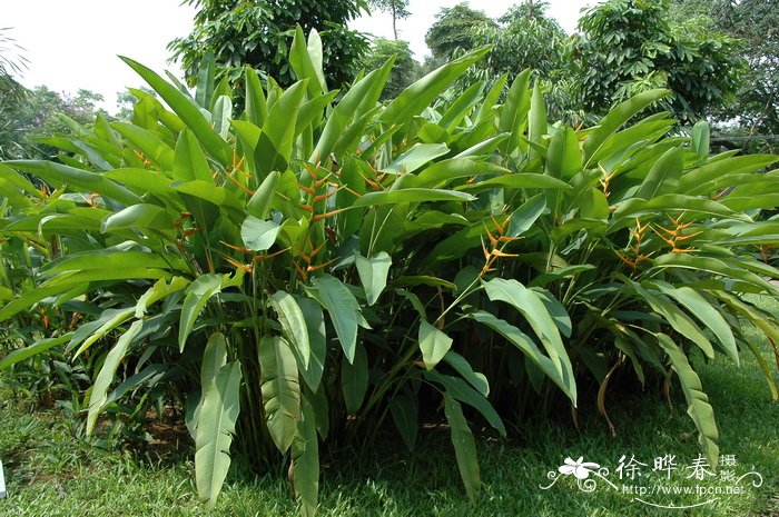 黄苞蝎尾蕉Heliconia latispatha 黄苞蝎尾蕉Heliconia latispatha