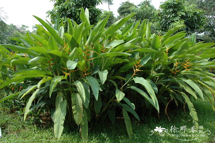 黄苞蝎尾蕉Heliconia latispatha