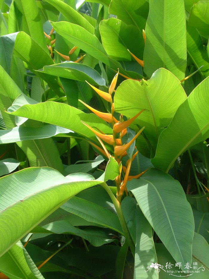 扇形蝎尾蕉Heliconia lingulata