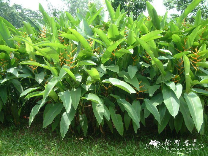 扇形蝎尾蕉Heliconia lingulata 扇形蝎尾蕉Heliconia lingulata