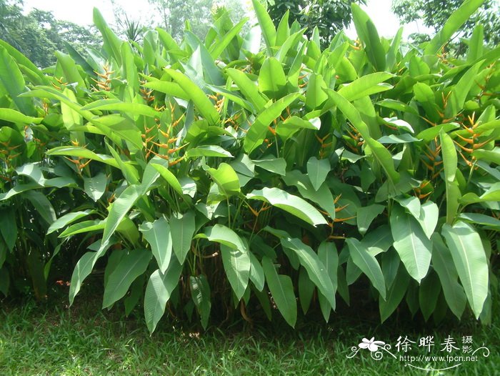 扇形蝎尾蕉Heliconia lingulata