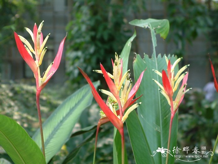 美女蝎尾蕉Heliconia psittacorum ‘Lady’