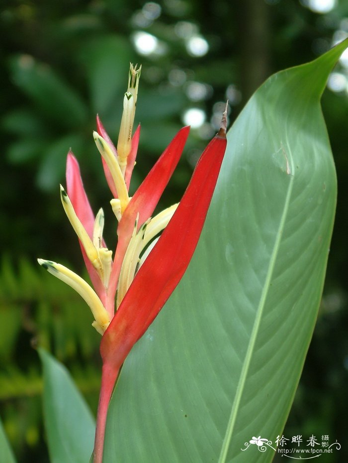 美女蝎尾蕉Heliconia psittacorum ‘Lady’