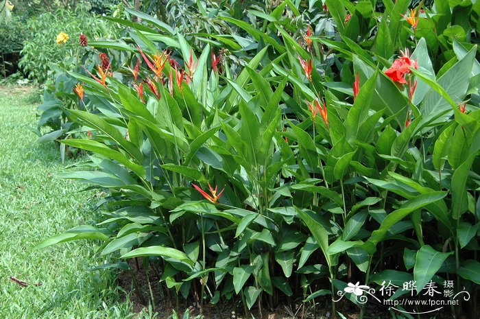 圣红蝎尾蕉Heliconia psittacorum ‘Vincent Red’
