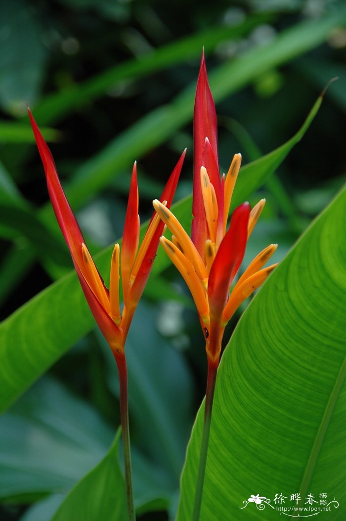 圣红蝎尾蕉Heliconia psittacorum ‘Vincent Red’