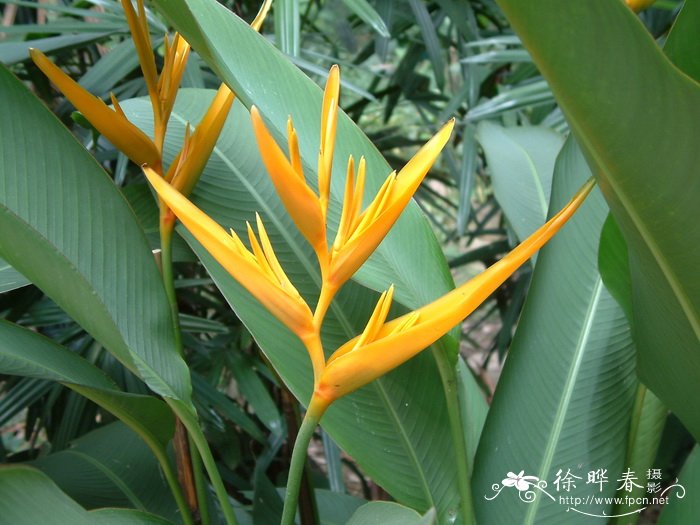 金火炬蝎尾蕉Heliconia psittacorum × H. spathocircinata