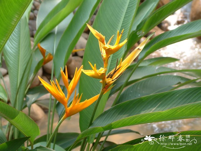 金火炬蝎尾蕉Heliconia psittacorum × H. spathocircinata