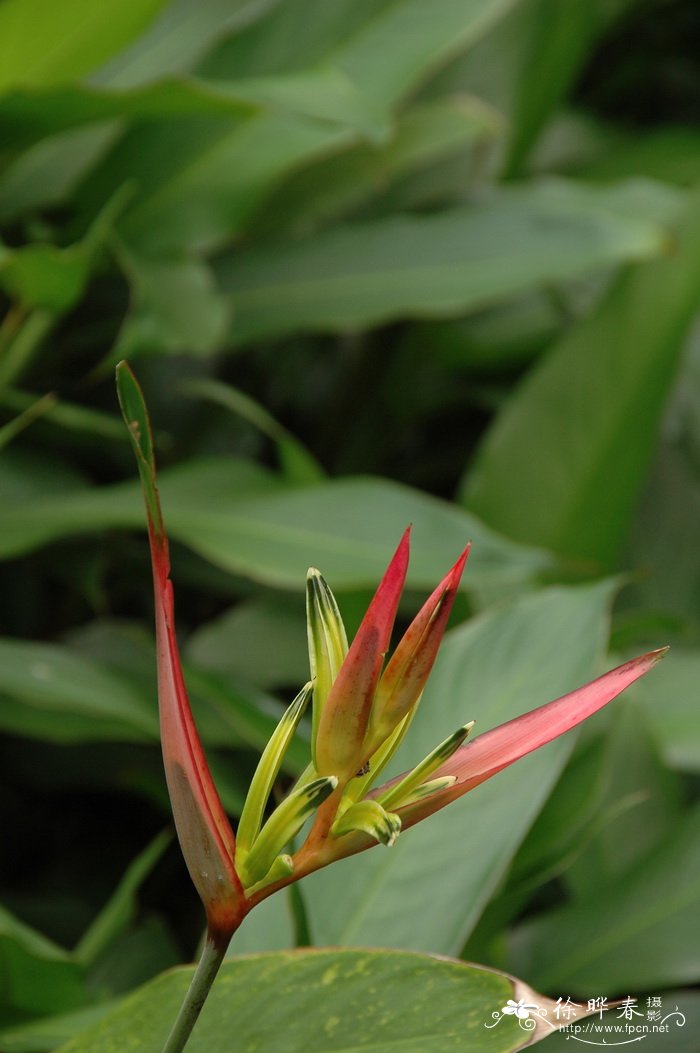 百合蝎尾蕉Heliconia psittacorum