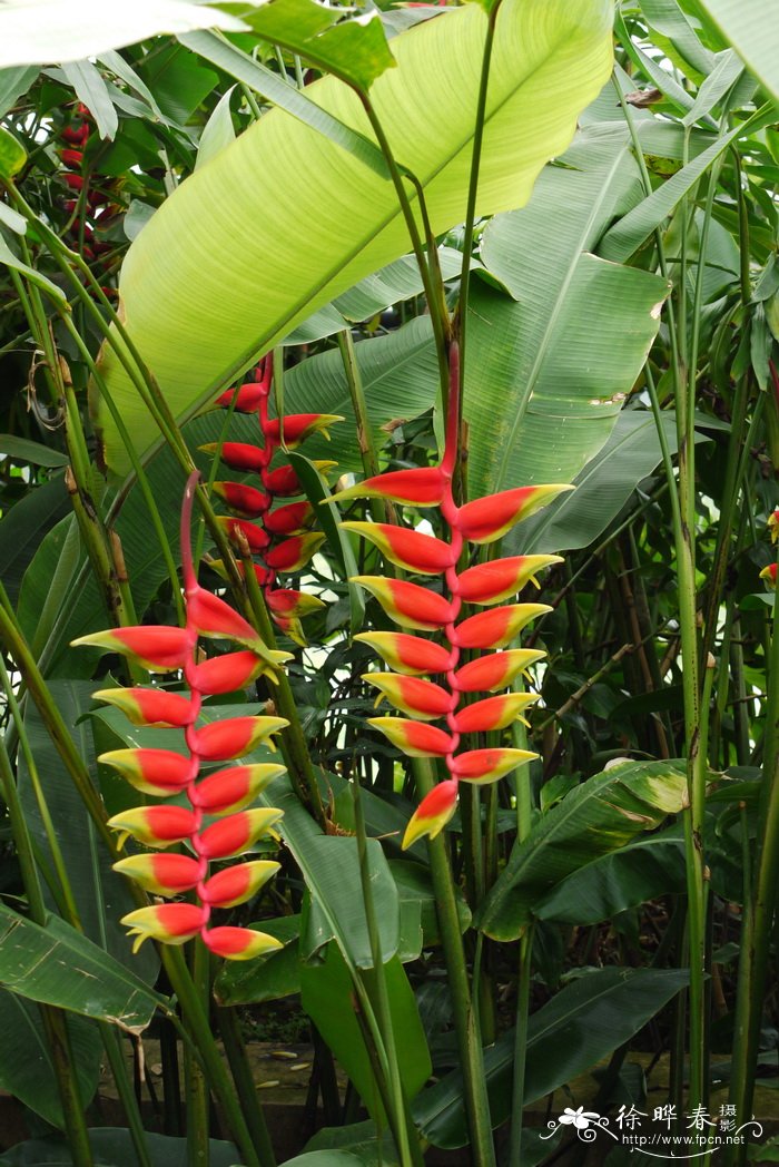 金嘴蝎尾蕉Heliconia rostrata