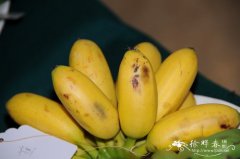 香蕉 Musa acuminata (AAA)