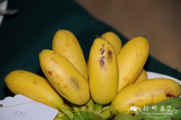 香蕉 Musa acuminata (AAA) 香蕉 Musa acuminata (AAA)