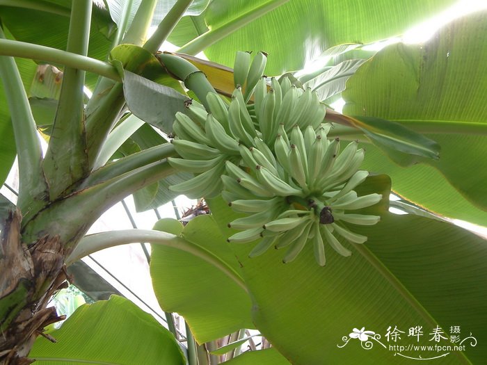 香蕉 Musa acuminata (AAA) 香蕉 Musa acuminata (AAA)