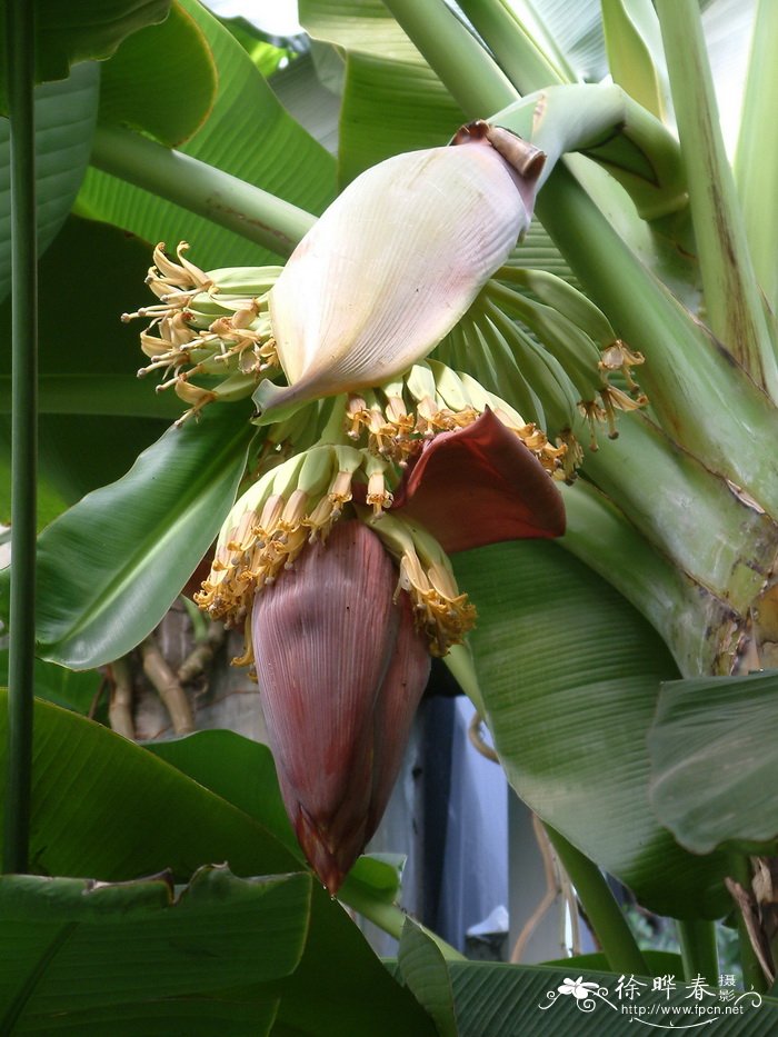 香蕉 Musa acuminata (AAA) 香蕉 Musa acuminata (AAA)