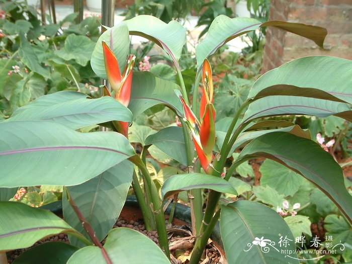 沙龙蝎尾蕉Heliconia stricta ‘Oliveira’s Sharonii’