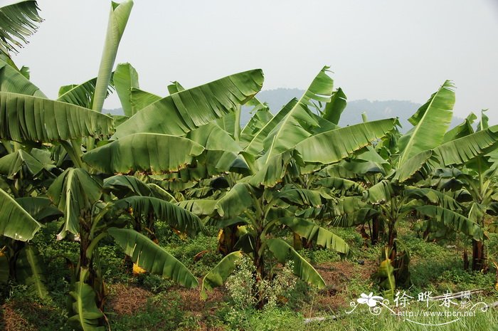 香蕉 Musa acuminata (AAA) 香蕉 Musa acuminata (AAA)