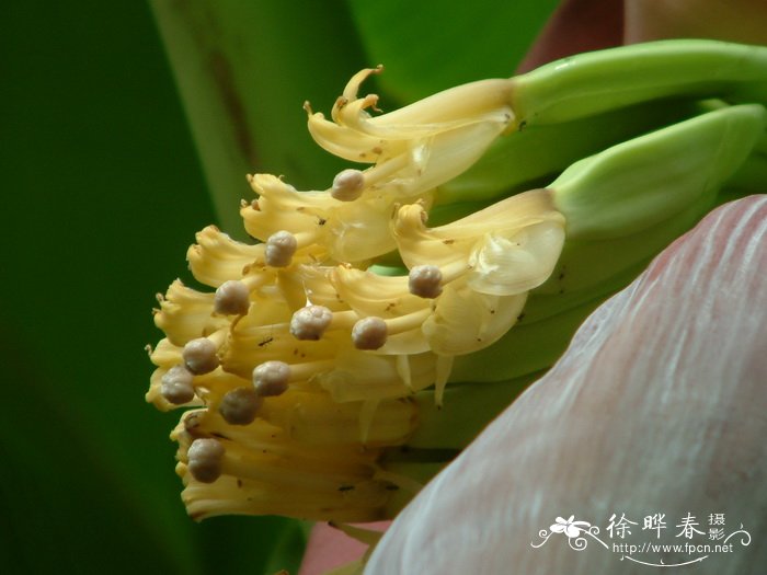 香蕉 Musa acuminata (AAA)