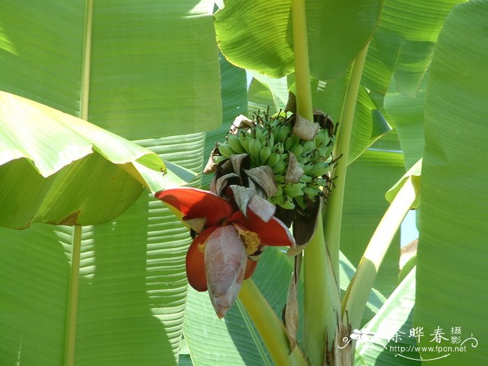 小果野芭蕉Musa acuminata 小果野芭蕉Musa acuminata