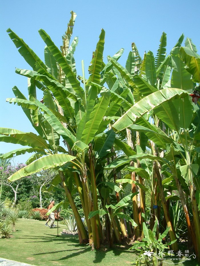 小果野芭蕉Musa acuminata