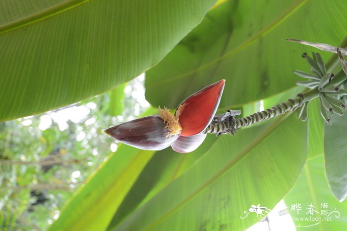 野蕉Musa balbisiana 野蕉Musa balbisiana