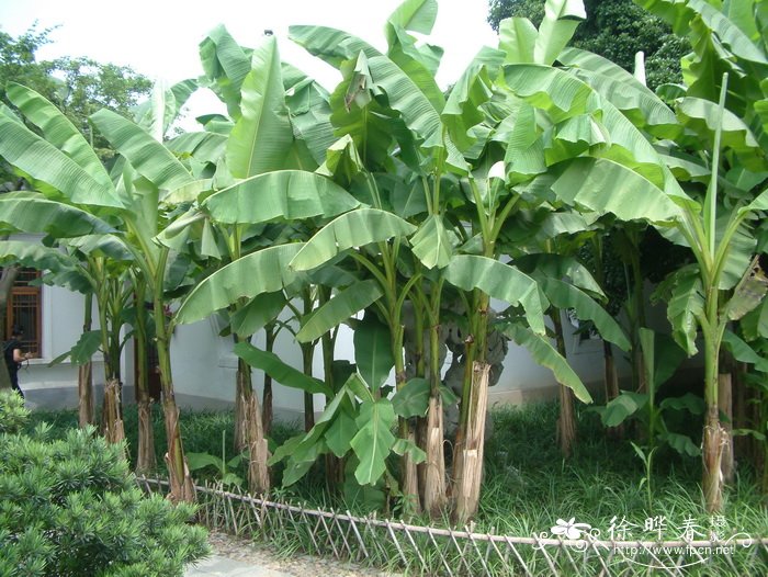 芭蕉 Musa basjoo 芭蕉 Musa basjoo