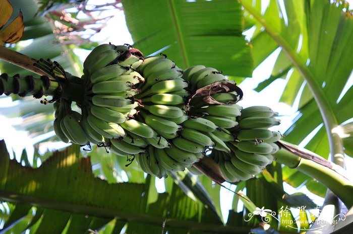 芭蕉 Musa basjoo