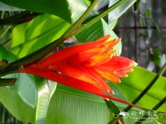 红花蕉 Musa coccinea