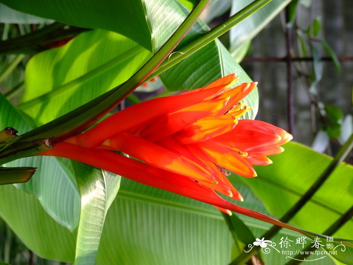 红花蕉 Musa coccinea 红花蕉 Musa coccinea
