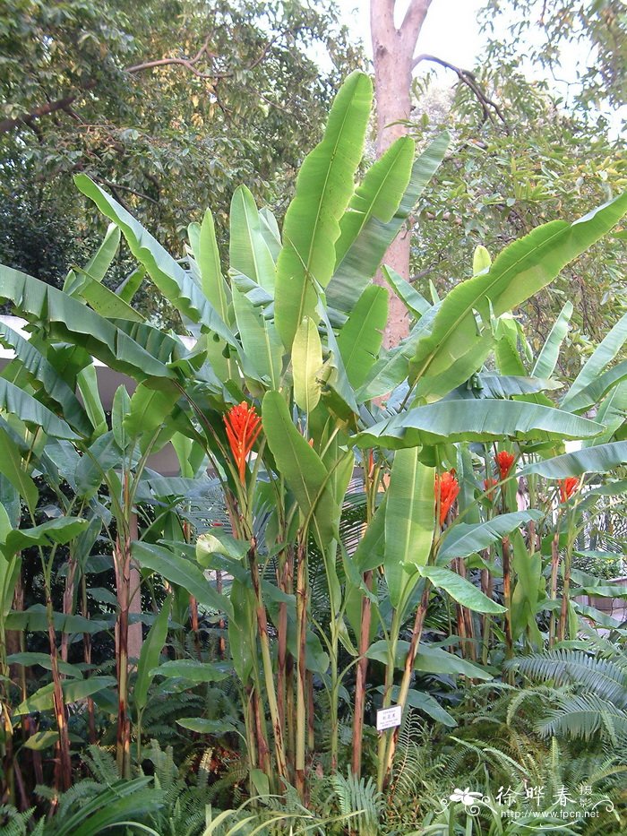 红花蕉 Musa coccinea
