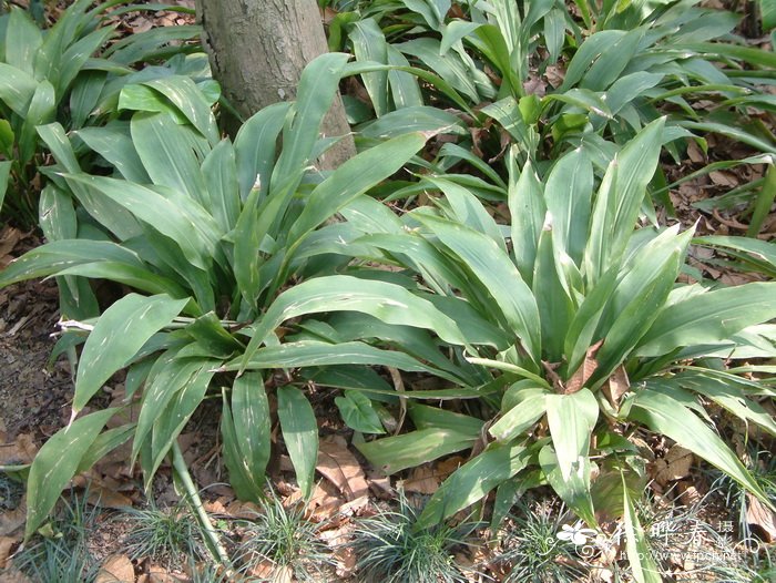 马来兰花蕉Orchidantha maxillarioides 马来兰花蕉Orchidantha maxillarioides