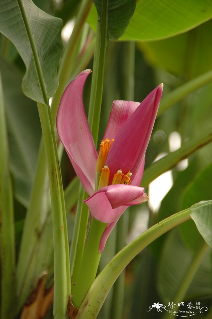 紫苞芭蕉Musa ornata