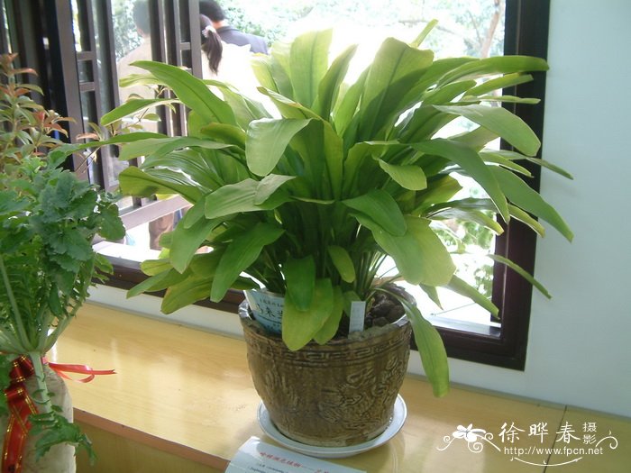 马来兰花蕉Orchidantha maxillarioides 马来兰花蕉Orchidantha maxillarioides