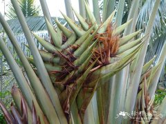 旅人蕉 Ravenala madagascariensis