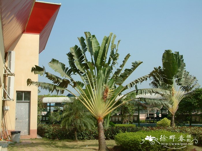 旅人蕉 Ravenala madagascariensis 旅人蕉 Ravenala madagascariensis