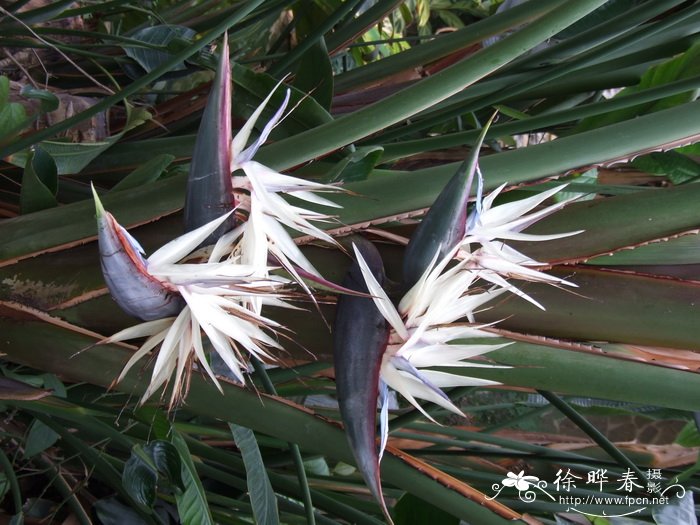 大鹤望兰Strelitzia nicolai 大鹤望兰Strelitzia nicolai