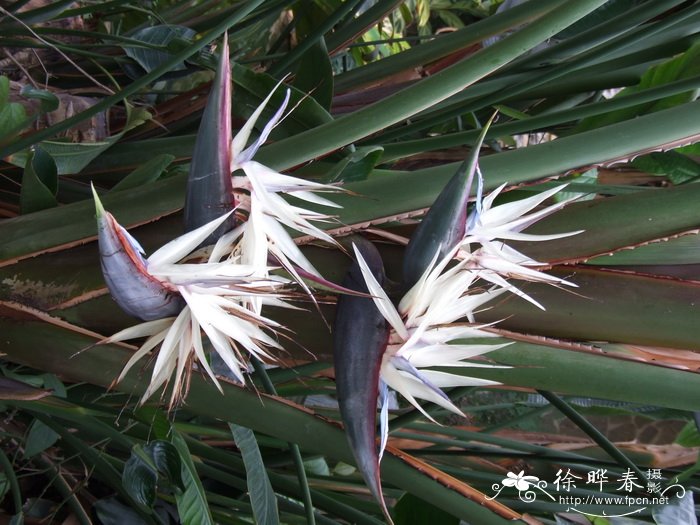 大鹤望兰Strelitzia nicolai