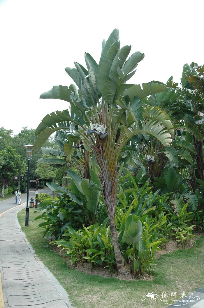大鹤望兰Strelitzia nicolai 大鹤望兰Strelitzia nicolai