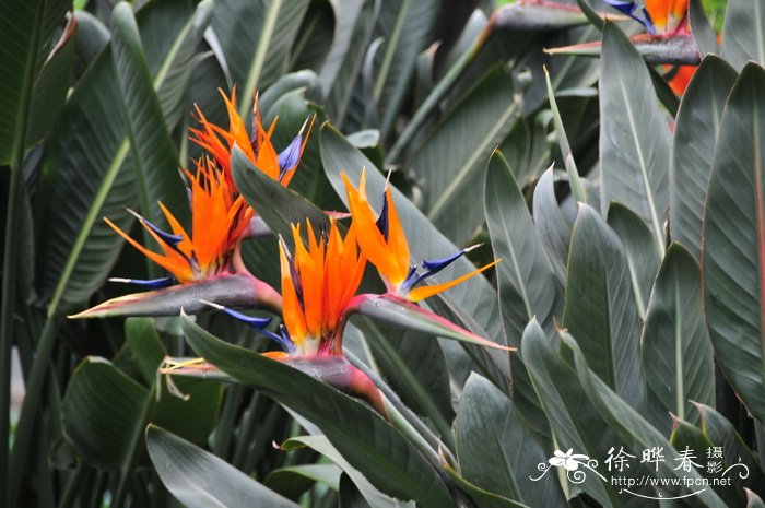 鹤望兰Strelitzia reginae