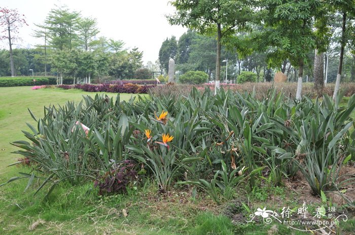 鹤望兰Strelitzia reginae