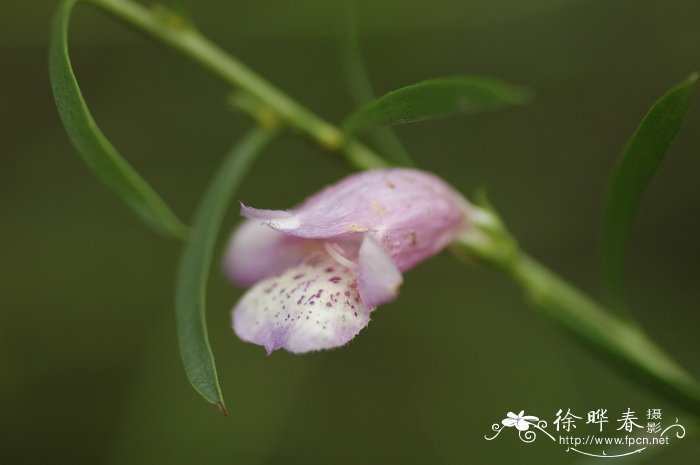 夏蓝角百灵Eremophila ‘Summertime Blue’