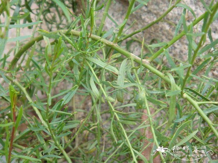 夏蓝角百灵Eremophila ‘Summertime Blue’