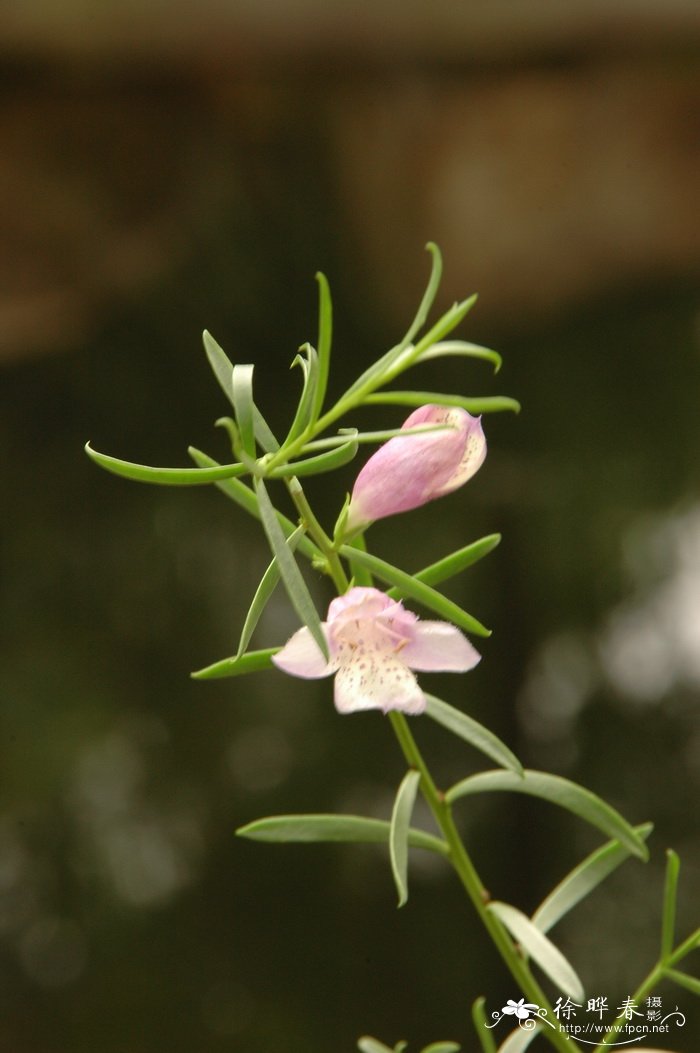 夏蓝角百灵Eremophila ‘Summertime Blue’