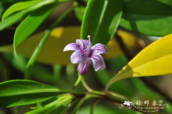 苦槛蓝Pentacoelium bontioides 苦槛蓝Pentacoelium bontioides