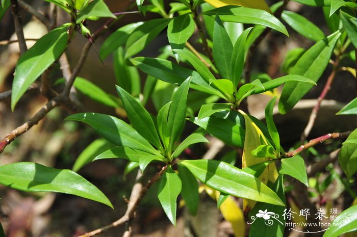 苦槛蓝Pentacoelium bontioides 苦槛蓝Pentacoelium bontioides
