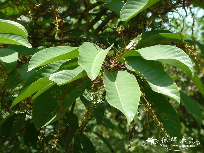 琴叶风吹楠Horsfieldia prainii 琴叶风吹楠Horsfieldia prainii